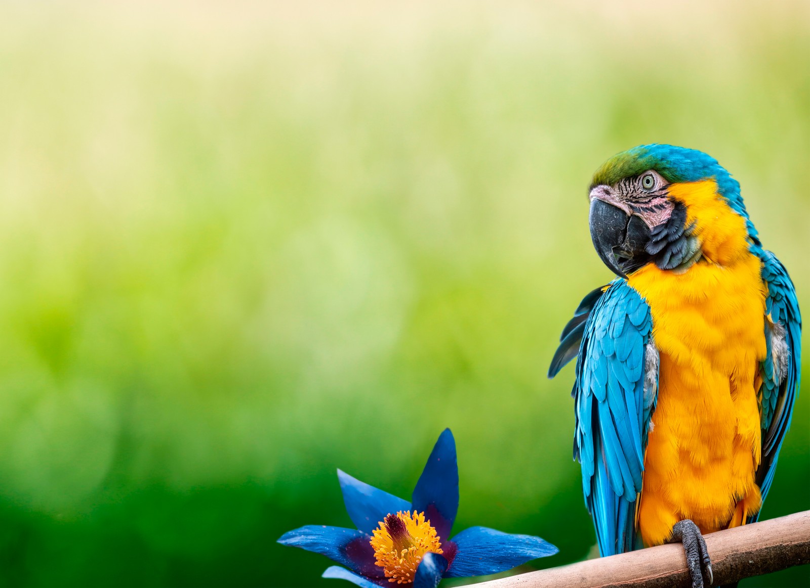 Un loro de colores brillantes sentado en una rama con una flor en primer plano (guacamayo, loro, fondo verde, flor azul, 5k)