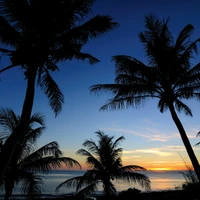 Silhouettes de palmiers contre un ciel de coucher de soleil vibrant, capturant l'essence de la tranquillité tropicale.