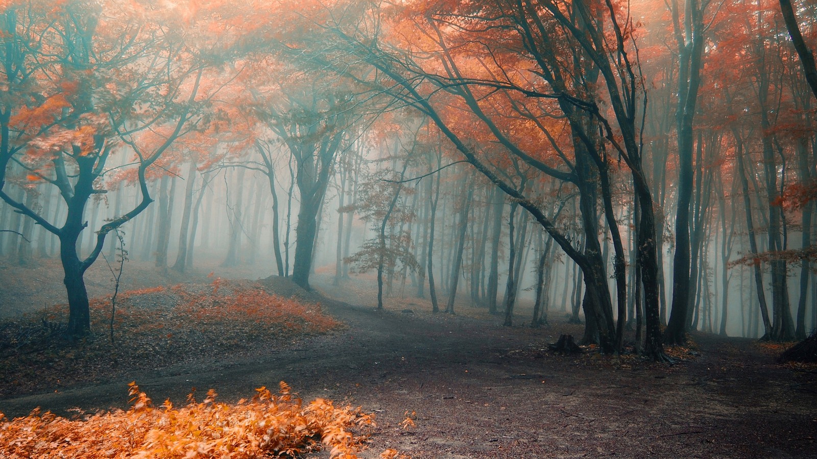 Un bosque con un sendero y árboles en la niebla (otoño, bosque, naturaleza, árbol, hoja)