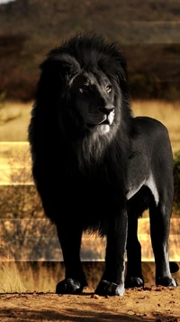 le lion, grand félin, œil, felidae, mâchoire