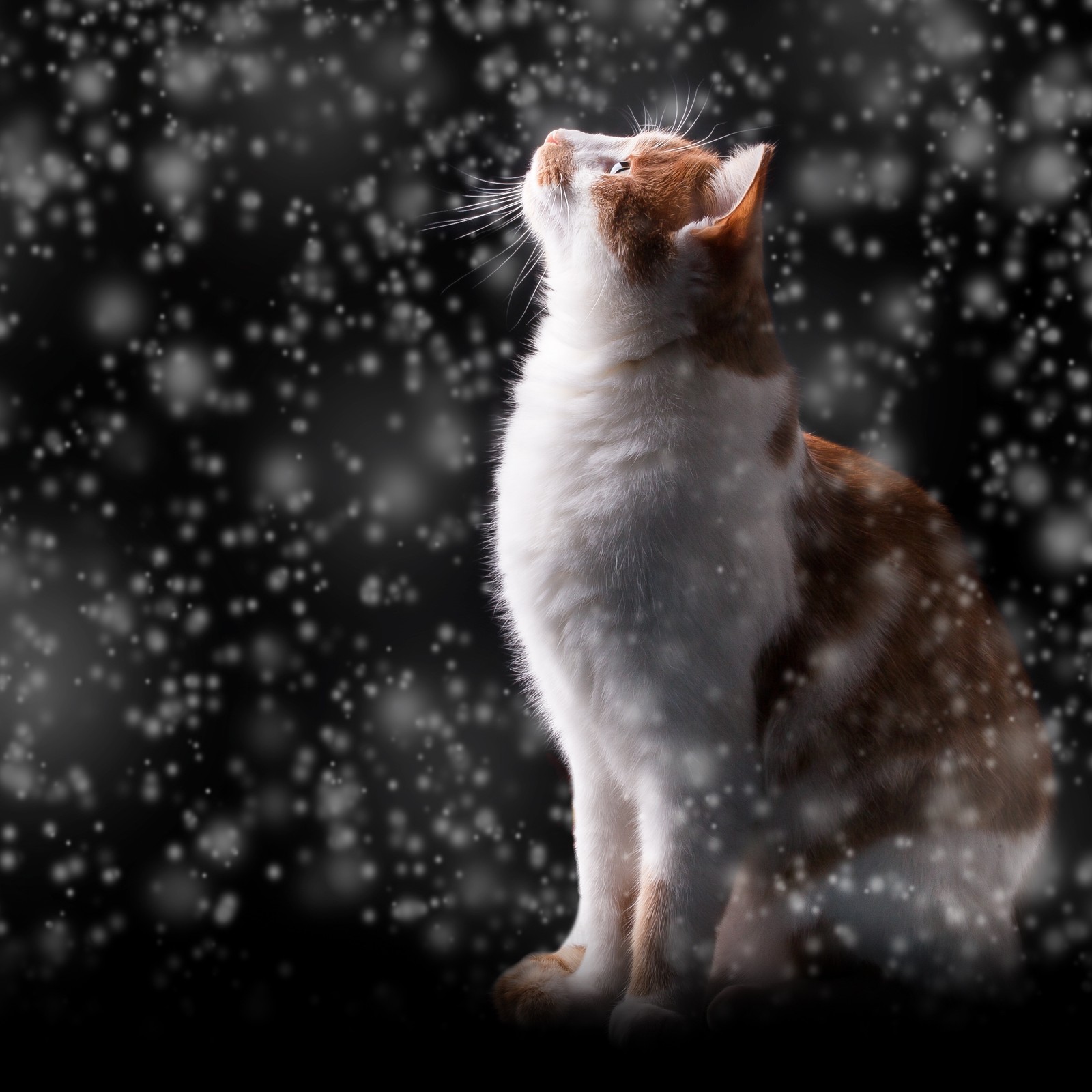 Um gato está sentado na neve olhando para cima. (gato, cachorro, bigodes, felidae, focinho)