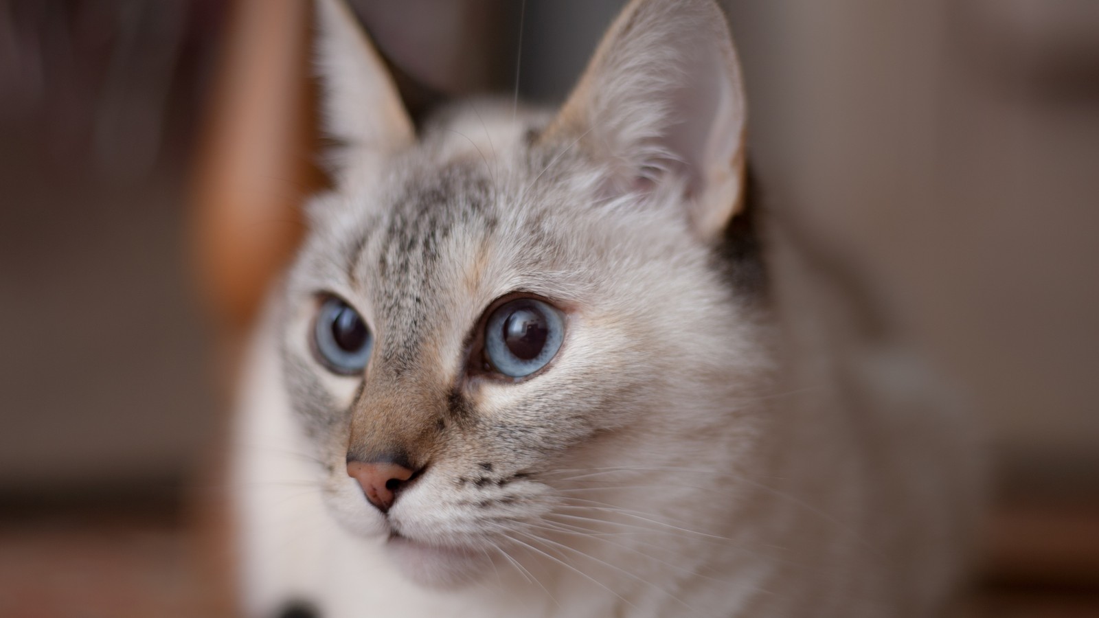 Il y a un chat qui regarde l'appareil photo (chaton, burmilla, nez, faune, museau)