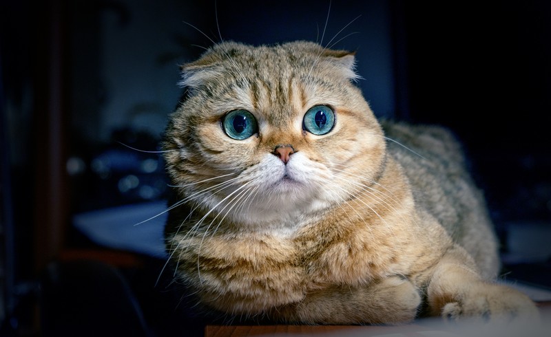 Кот сидит на столе с голубыми глазами (шотландская вислоухая, scottish fold, собака, полосатый кот, котёнок)