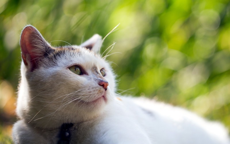 Белый кот с черным ошейником лежит (кот, рыло, усы, felidae, эгейская кошка)