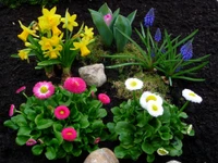 Vibrant garden display featuring common daisies, grape hyacinths, and cheerful daffodils in a flowerpot arrangement.