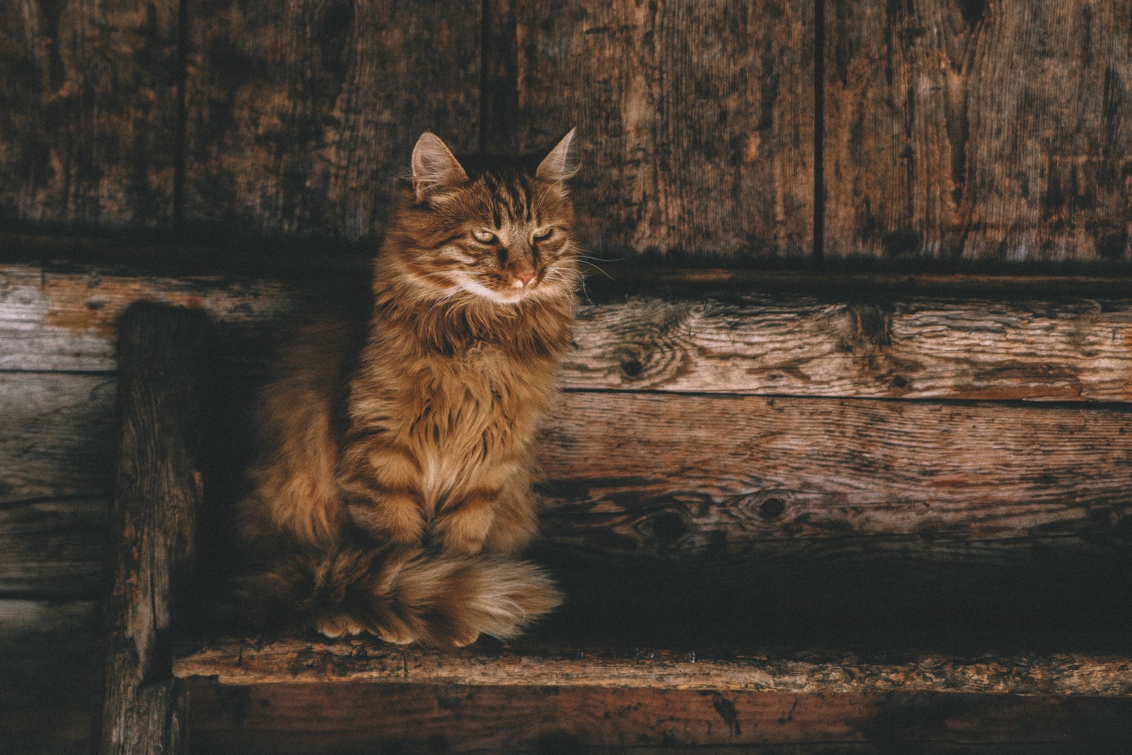 Arabische katze sitzt auf einer holzbank vor einer holzwand (perserkatze, getigerte katze, dreifarbige katze, gato, felidae)