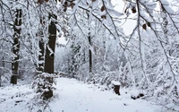 Sentier forestier enneigé dans un pays des merveilles d'hiver