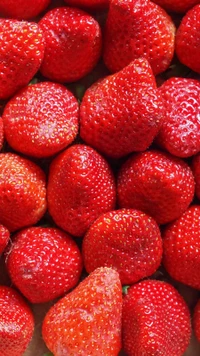 Frische, lebendige Erdbeeren bereit für kulinarische Köstlichkeiten.