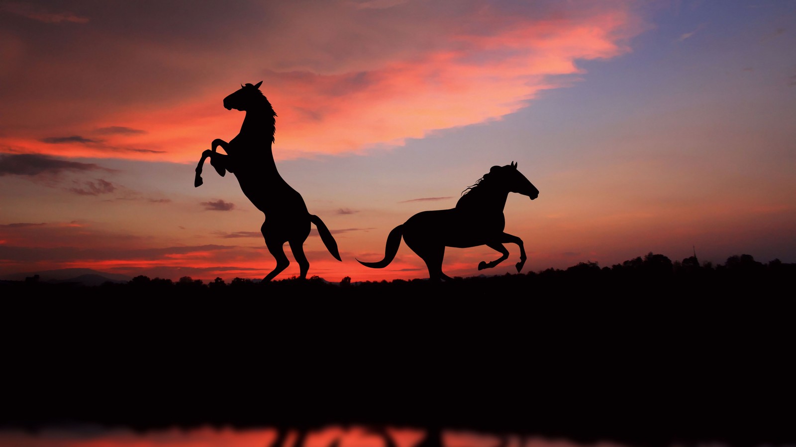 Des chevaux courant au coucher du soleil avec un reflet du ciel (cheval, silhouette, coucher de soleil, animaux)