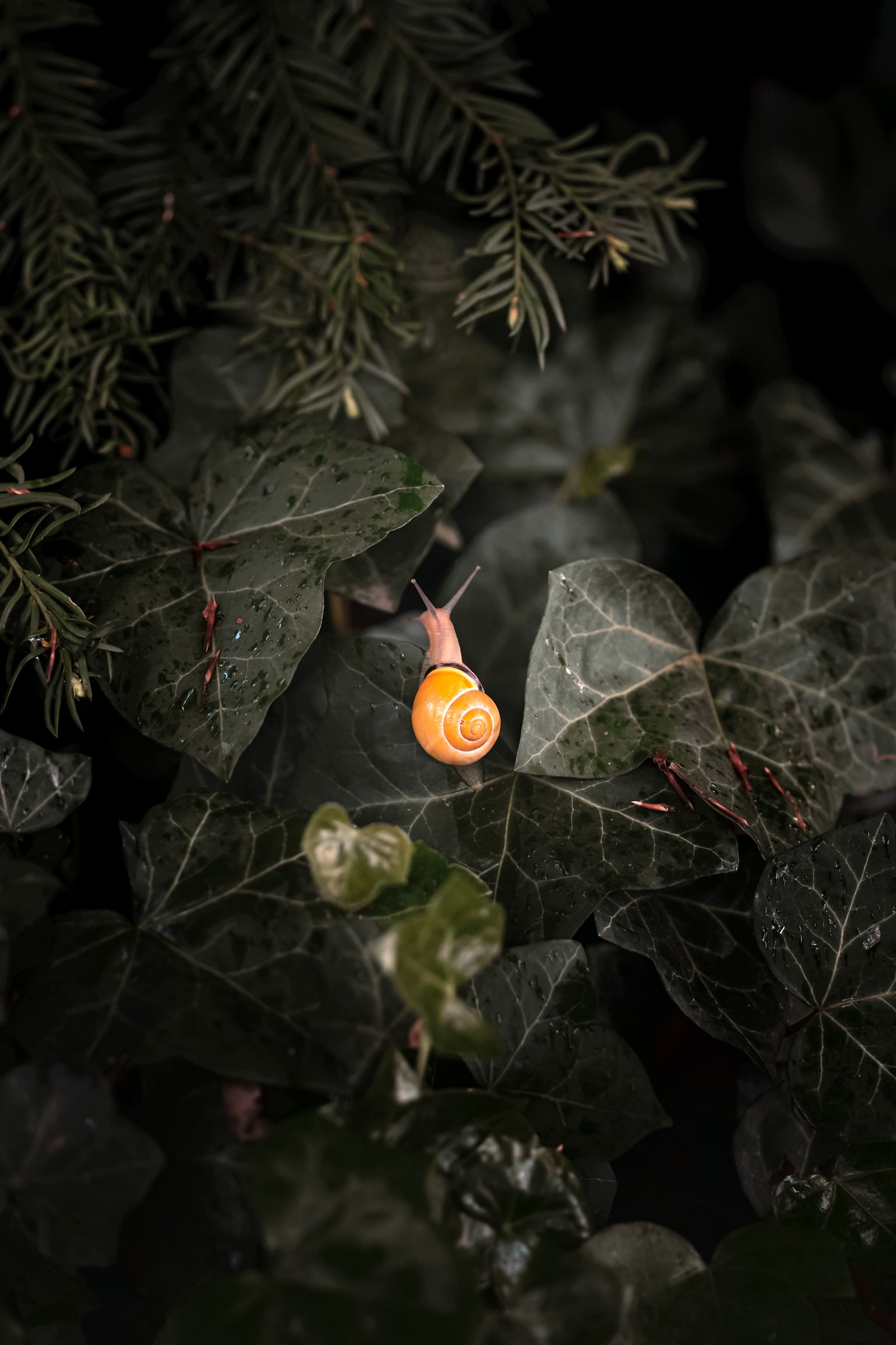 There is a snail crawling on a leaf in the dark (leaf, plant, terrestrial plant, twig, petal)