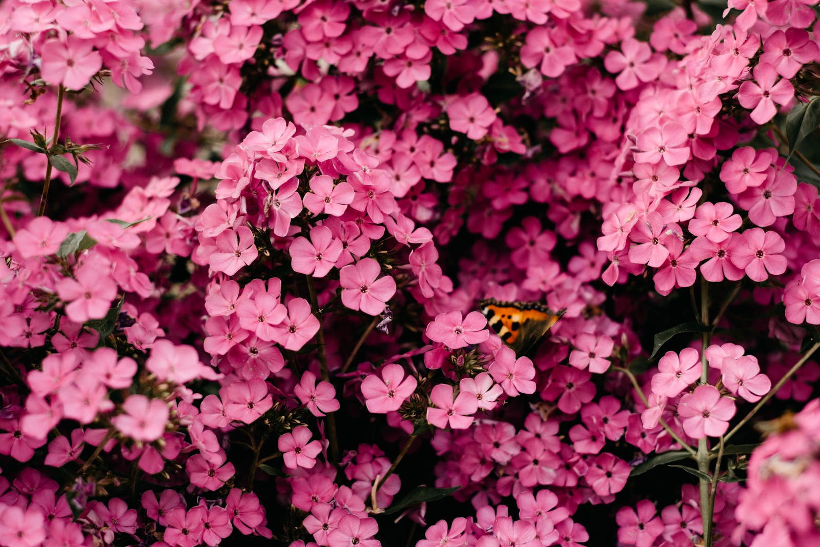 Lade rosafarbene blumen, nahaufnahme, blumiger hintergrund, blüte, frühling herunter