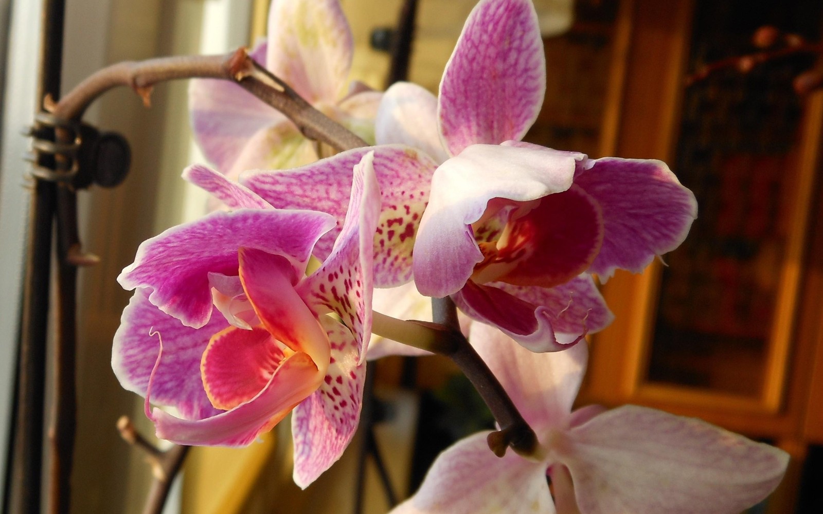 Há duas flores rosa e brancas em um vaso (orquídeas, planta com flores, orquídea mariposa, pétala, rosa)