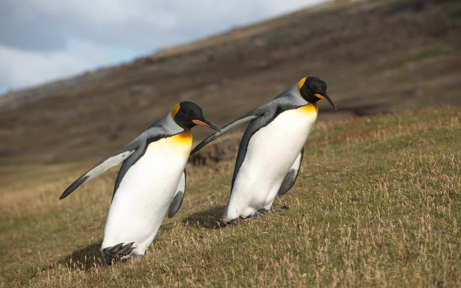 Há dois pinguins em pé em uma colina com os bicos juntos (pinguim, pinguim imperador, pinguim rei, pássaro, pássaro não voador)