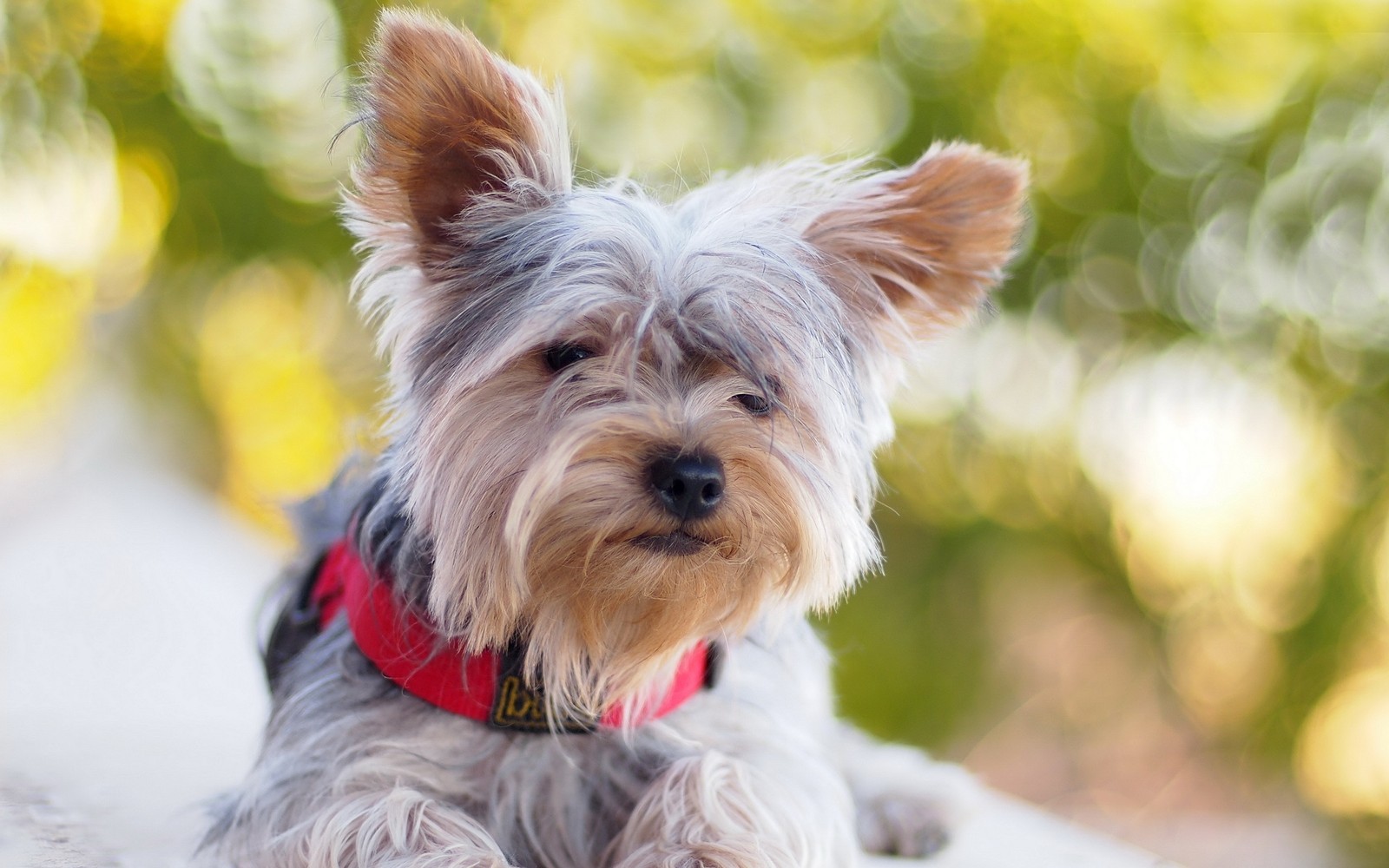 Há um cachorro pequeno que está sentado em uma borda (yorkshire terrier, filhote, raça de cachorro, schnauzer miniatura, terrier de cairn)