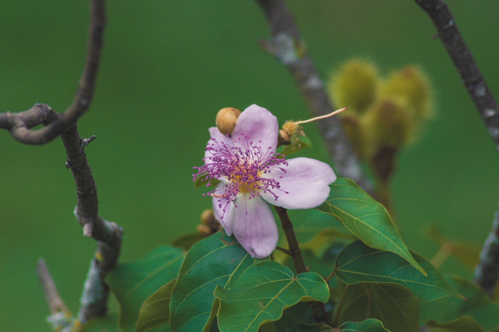 Hay una pequeña flor que crece en un árbol (pétalo, árbol, planta floreciendo, floración, flor de cerezo)