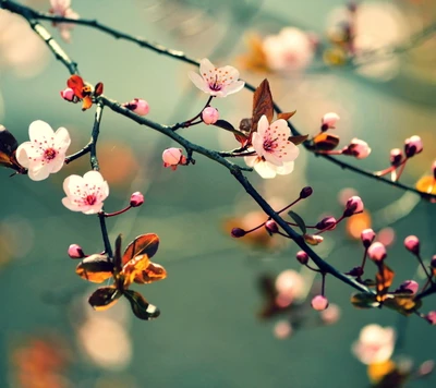 floraison, fleurs, feuilles, nature, sakura