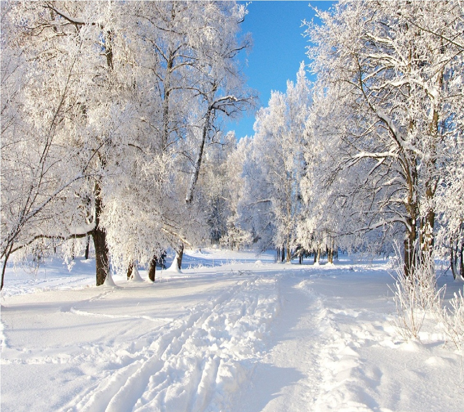 Verschneite bäume säumen einen weg in einem verschneiten park mit blauem himmel (wände, winter)