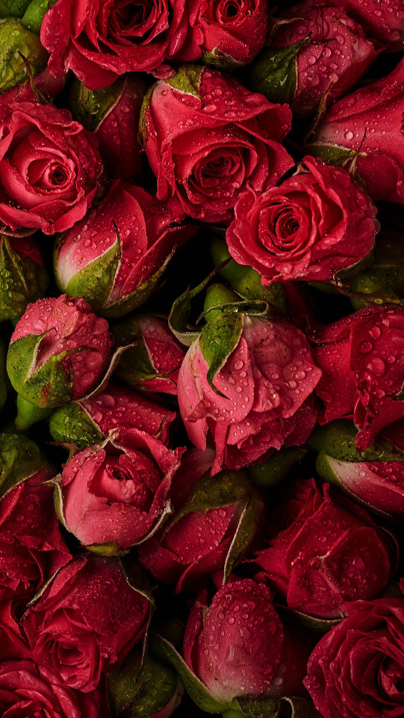 Un gros plan d'un bouquet de roses rouges avec des gouttes d'eau (beau, gouttes, amour, rouge, roses)