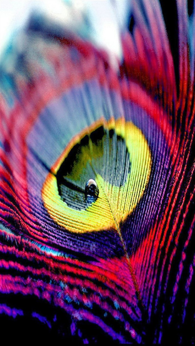 Un primer plano de una pluma colorida con un ojo amarillo (dios, inteligente)