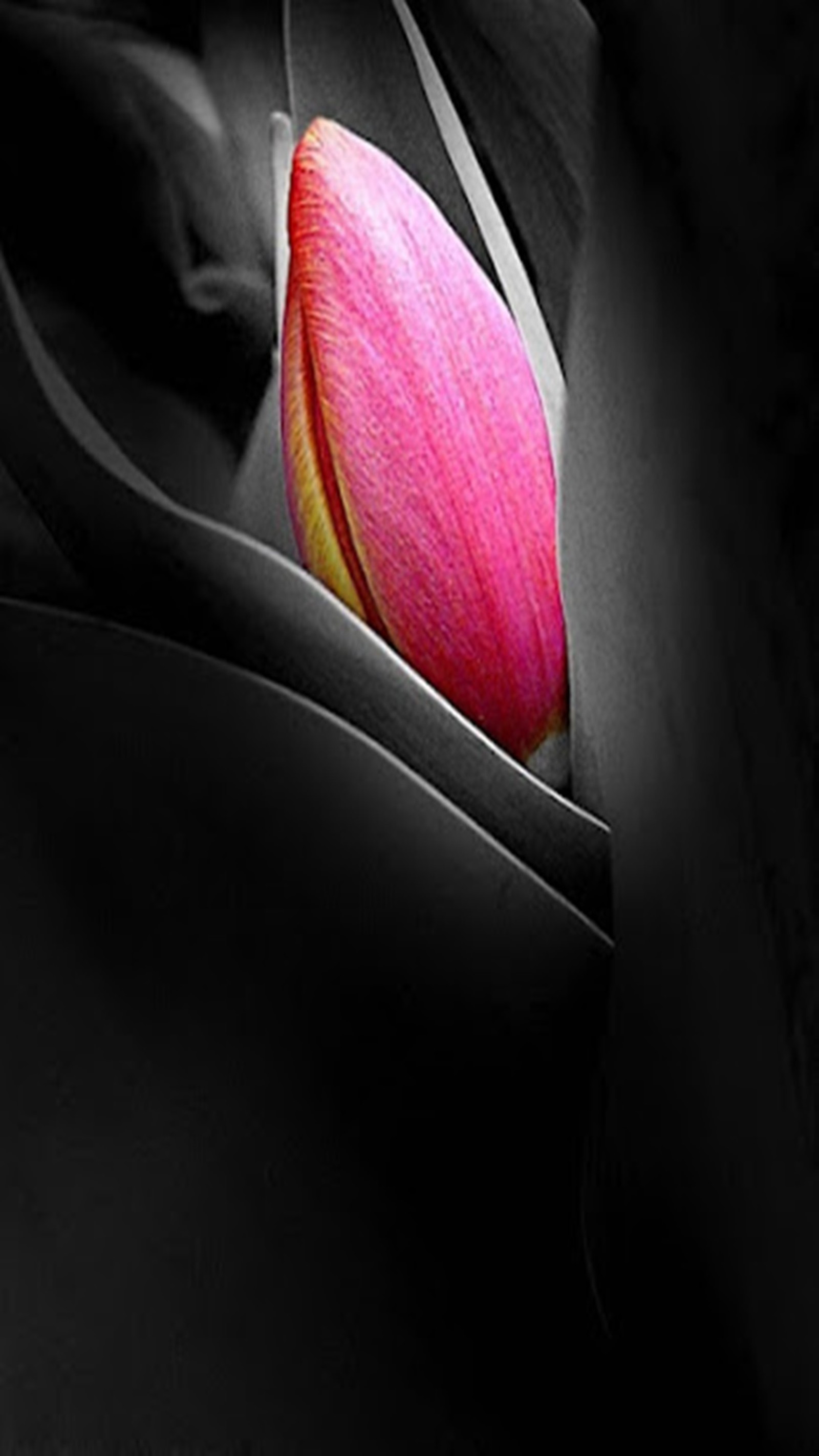 Lade rosa, tulpe Hintergrund herunter