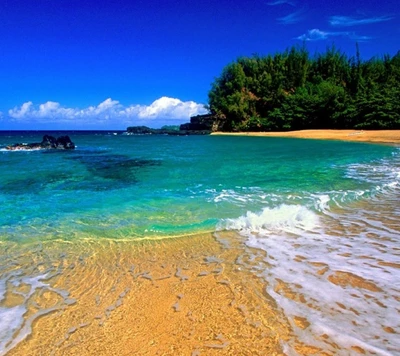 Pristine Beach with Clear Blue Waters and Lush Greenery