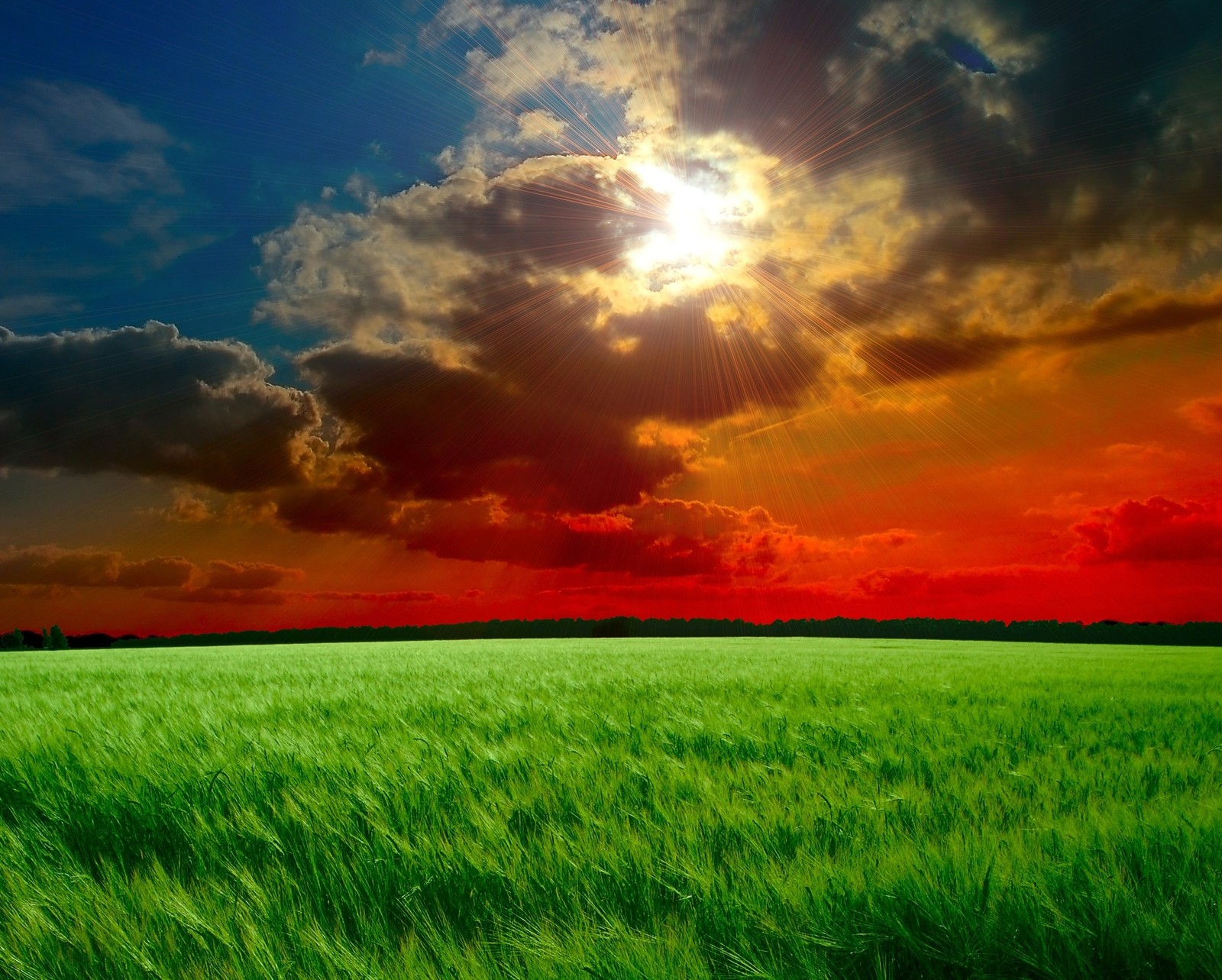 A close up of a field of grass with the sun in the background (cloudy, dark nature, meadow, sunrise)