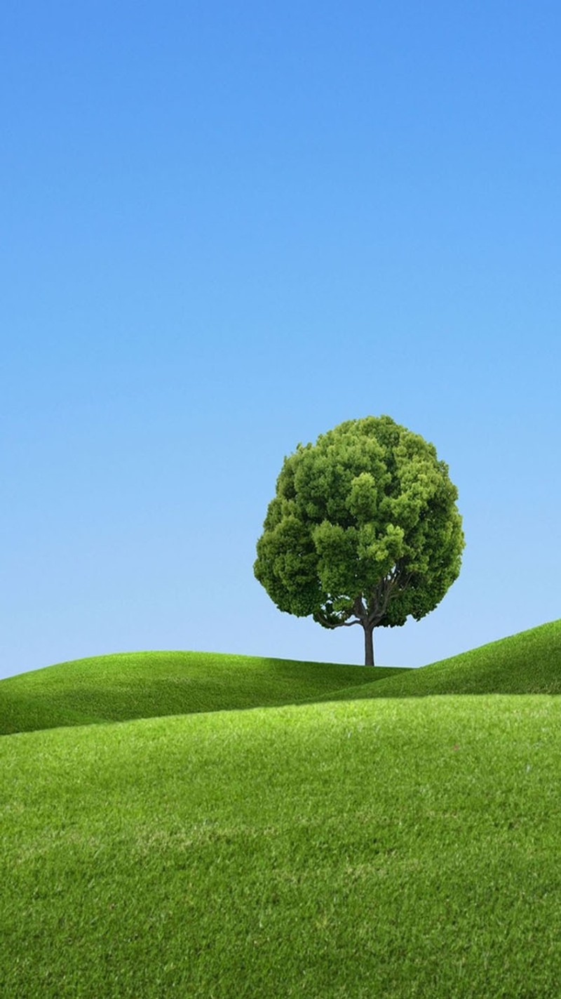 A close up of a tree on a grassy hill with a blue sky (grass, green)