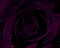 Elegante schwarze Rose mit Tautropfen