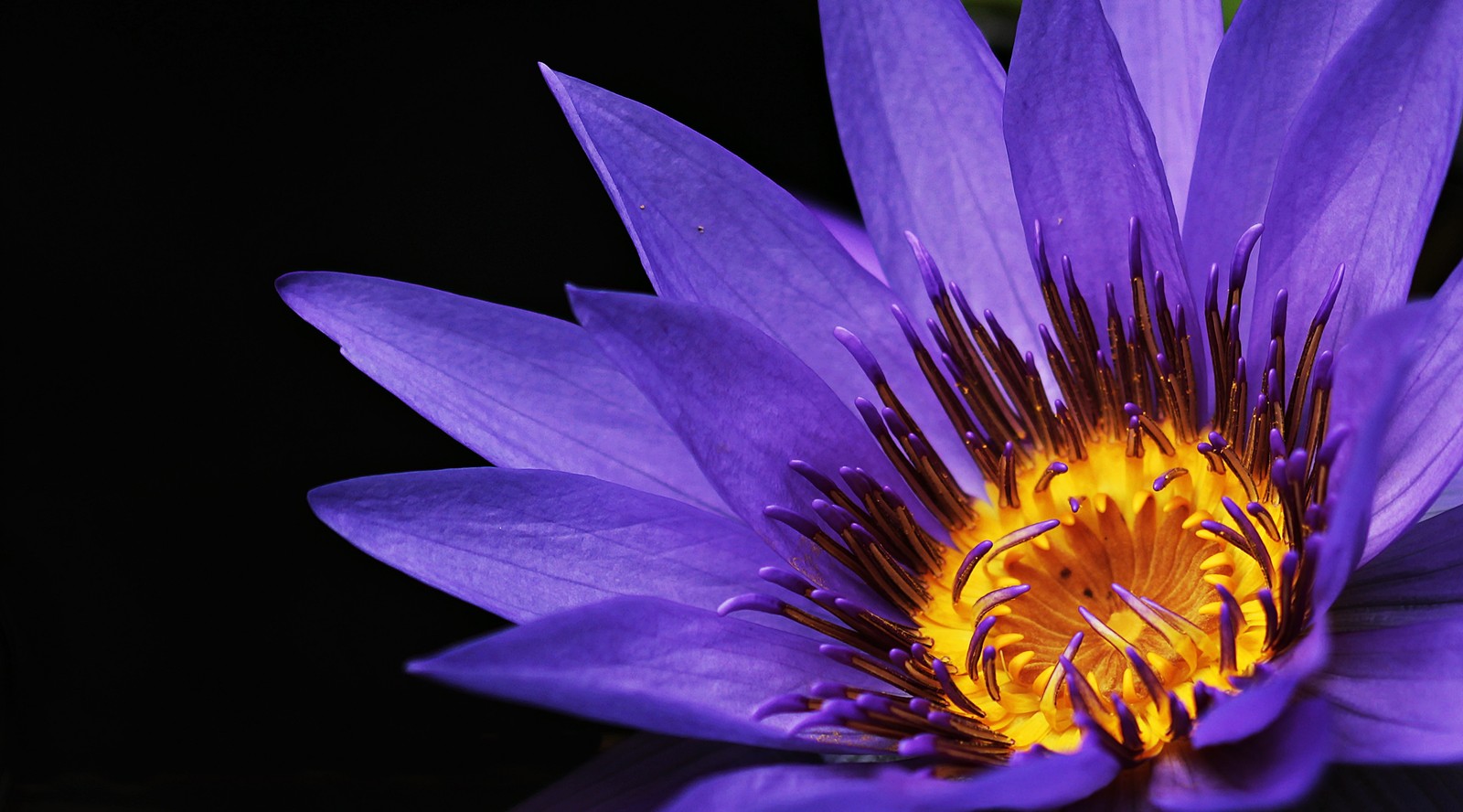 Nénuphar violet avec un centre jaune et des étamines jaunes (nymphaea alba, lys, jaune, rose, violet)