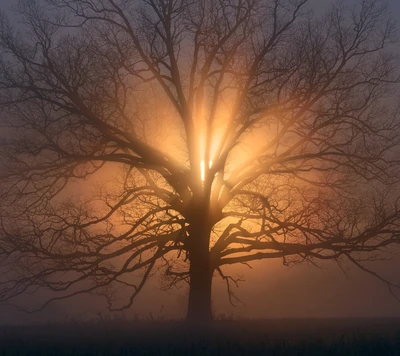 Silhouette d'arbre majestueuse baignée dans le brouillard et la lumière du soleil