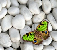 Mariposa vibrante entre guijarros blancos