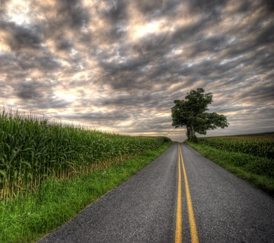 field, landscape, road, tree