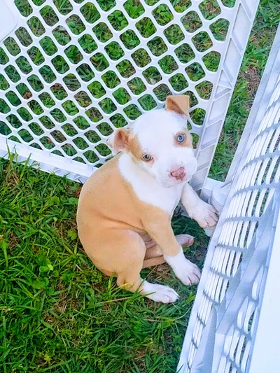 Cachorro bulldog juguetón con ojos azules únicos en un entorno verde