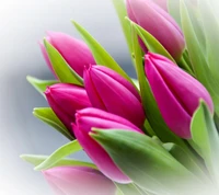 beautiful, flowers wallpaper