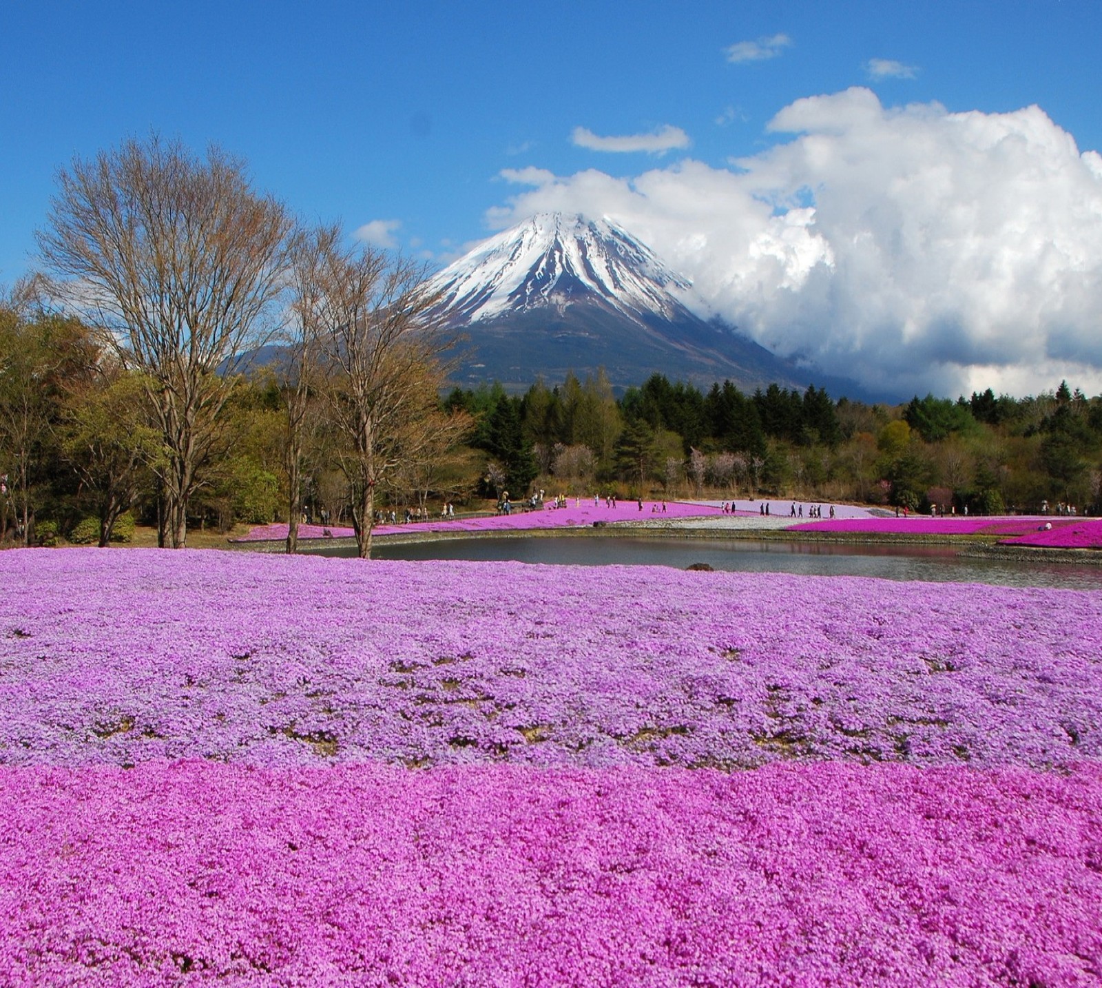 Flores moradas en un campo con una montaña de fondo (cielo, naturaleza, paisaje, rosa)