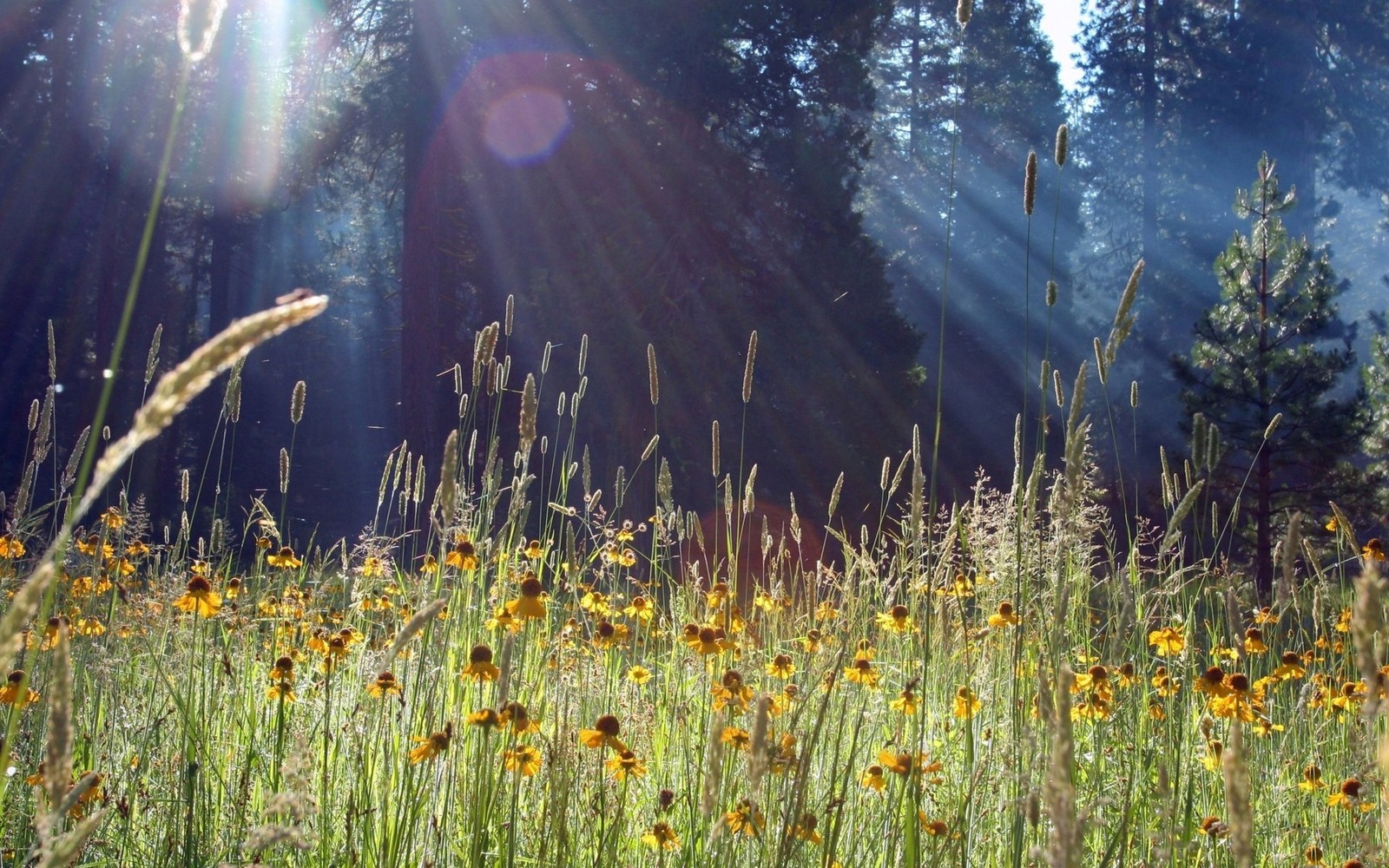 Luz del sol brillando a través de los árboles sobre un campo de flores silvestres (pradera, vegetación, flor silvestre, ecosistema, patrón)