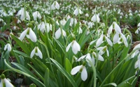 Galanthus florescendo na primavera