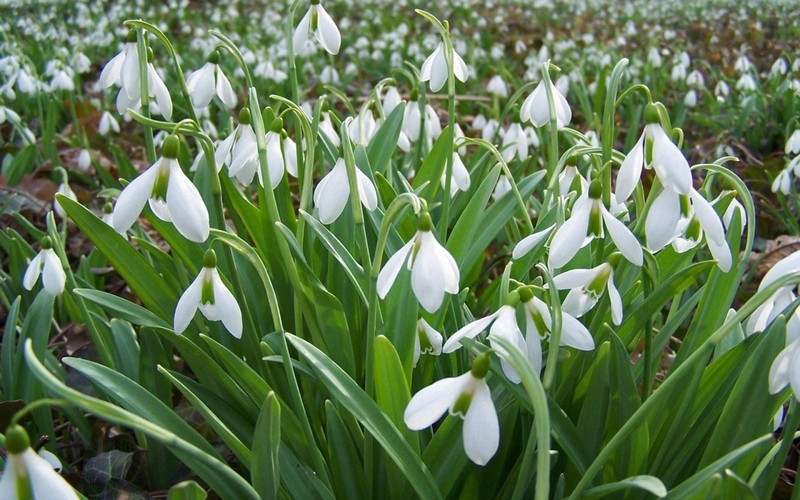 Много белых цветов, растущих в траве (цветущее растение, галантус, galanthus, подснежник, растение)