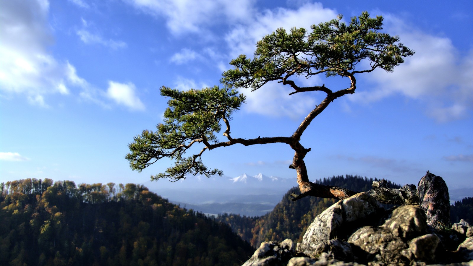 Arafed tree on a rock with a mountain in the background (tree, vegetation, woody plant, branch, plant)