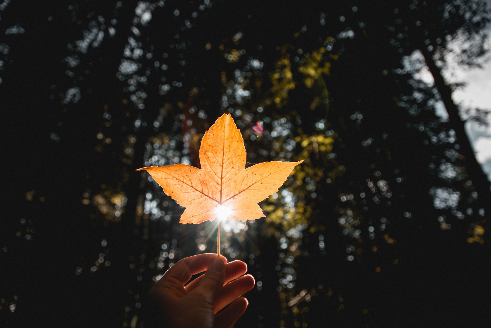 Baixar papel de parede folha, laranja, árvore, luz, amarelo