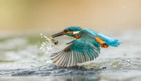 kingfisher, beak, bird, wildlife, feather wallpaper