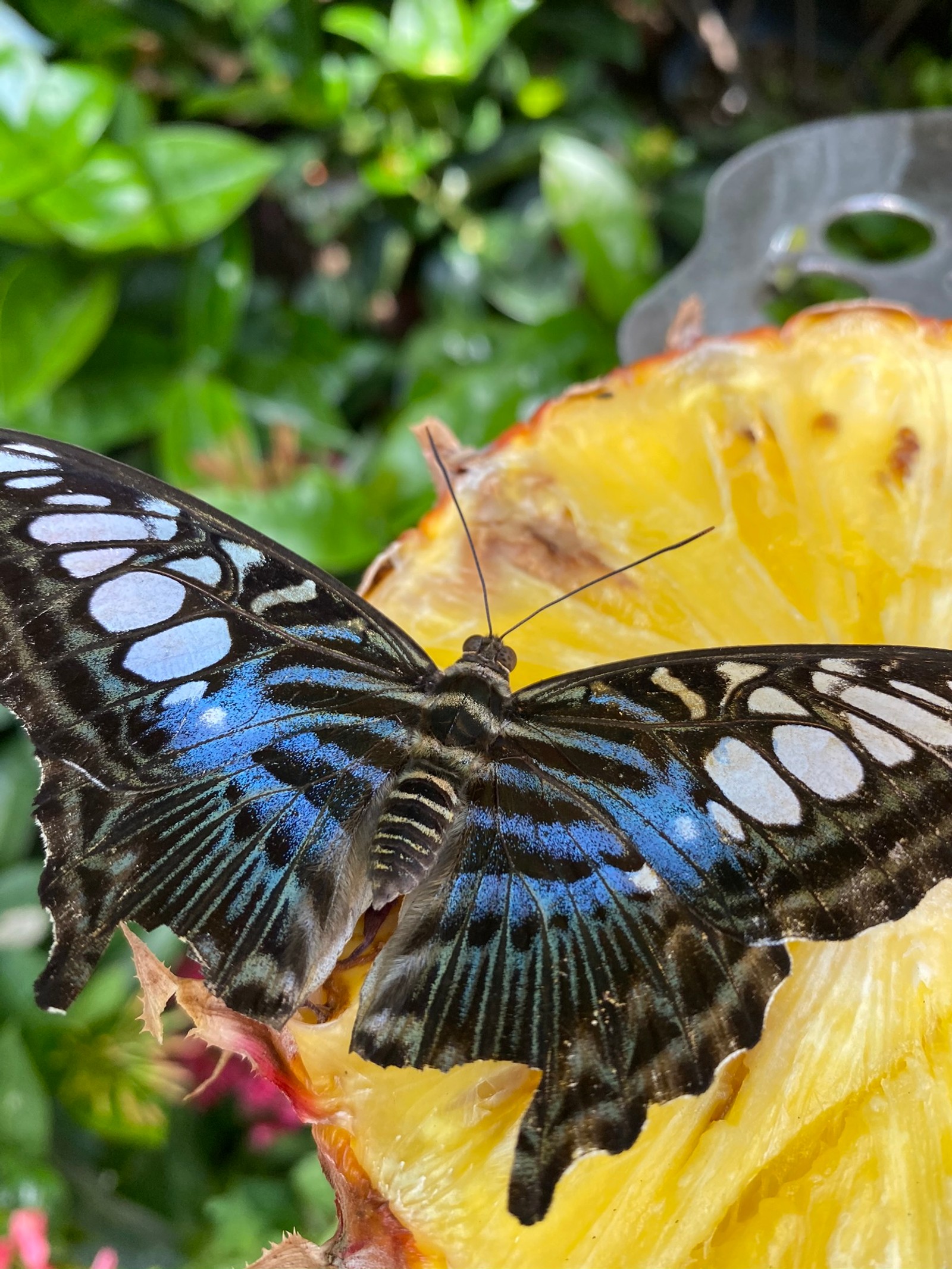 Il y a un papillon assis sur un morceau de fruit (insecte, papillon monarque, arthropode, invertébré, jaune)