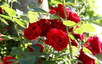 plante à fleurs, rose, famille des rosacées, roses de jardin, floribunda