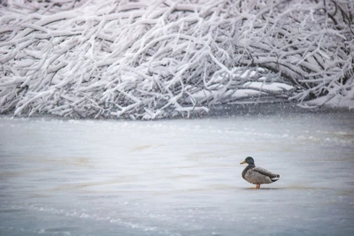 Mallard Duck Standing on Icy Water Amidst Snowy Landscape