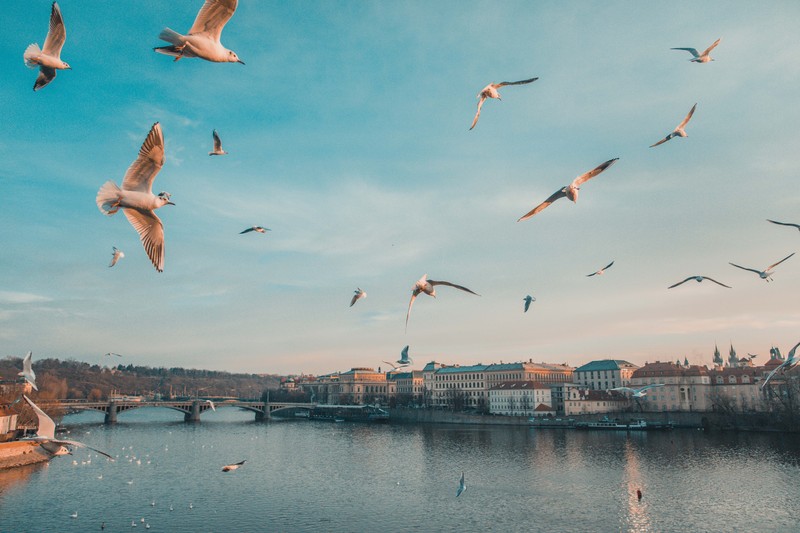 Стая чаек, летящих над рекой с мостом на заднем плане (карлов мост, charles bridge, пражские астрономические часы, пражский град, мост)