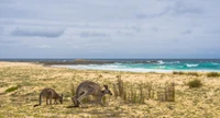 Cangurus pastando ao longo de uma reserva natural costeira, com ondas lambendo a praia sob um céu nublado.