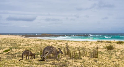 Kangaroos grazing along a coastal nature reserve, with waves lapping the beach under a cloudy sky.