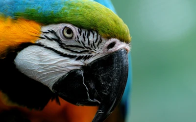 Close-up of a vibrant blue and yellow macaw, showcasing its intricate feathers and striking beak.