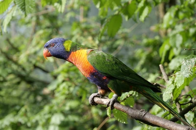 Vibrant Rainbow Lorikeet Perched Amidst Lush Greenery