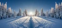 Winter Wonderland: Sunlit Snowy Forest with Frosted Trees